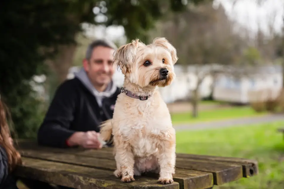 Dog friendly October holidays in North Wales